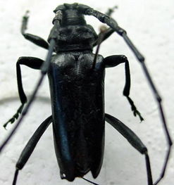 惊悚！致命昆虫竟专门针对富人？