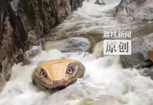 被覆盖的巨型蛇头岩石