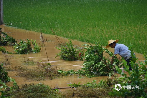 农田受暴雨影响