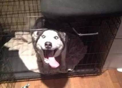 苹果iPhone 17系列新奇玩法，网友发现'吐舌头刷抖音'超有趣