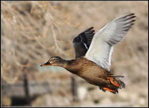 中产追捧始祖鸟，户外圈炸锅了！