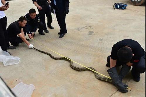 景区工作人员覆盖蛇头