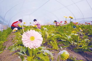 丰收节启幕啦！探寻中国‘三农’新画卷