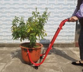 居民将花盆搬回室内