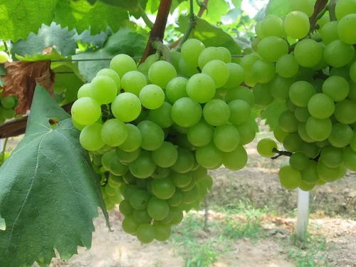 葡萄