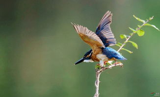 蔡国强始祖鸟致歉信背后的那些事儿