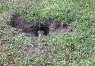 在草地上生活的鼠兔